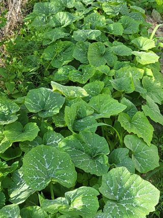 노근술님의 6월 내 작물 자랑하기🌱 · 참여글 작성글 사진