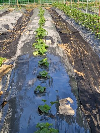 노근술님의 6월 내 작물 자랑하기🌱 · 참여글 작성글 사진