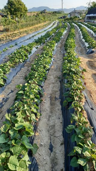 강현숙님의 자유주제 · 자유게시판 작성글 사진