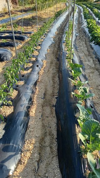 강현숙님의 자유주제 · 자유게시판 작성글 사진