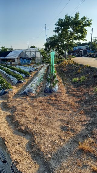 강현숙님의 자유주제 · 자유게시판 작성글 사진