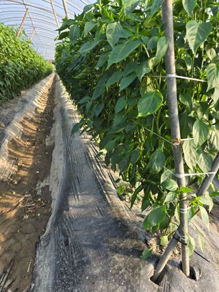 팜모님정보감사합니다님의 6월 내 작물 자랑하기🌱 · 참여글 작성글 사진