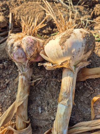 김혜순님의 자유주제 · 자유게시판 작성글 사진
