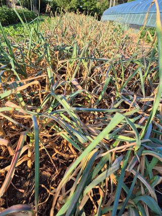 김혜순님의 자유주제 · 자유게시판 작성글 사진