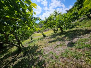 토종님의 6월 내 작물 자랑하기🌱 · 참여글 작성글 사진