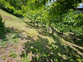 토종님의 6월 내 작물 자랑하기🌱 · 참여글 작성글 사진