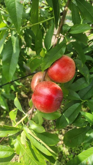 제주부자팜님의 복숭아 · 영농일지 작성글 사진