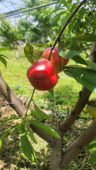 제주부자팜님의 복숭아 · 영농일지 작성글 사진