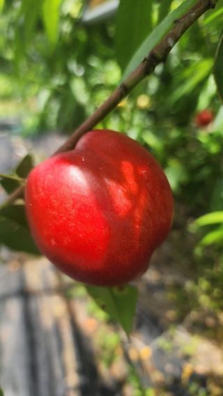 제주부자팜님의 복숭아 · 영농일지 작성글 사진