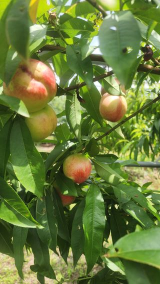 제주부자팜님의 복숭아 · 영농일지 작성글 사진
