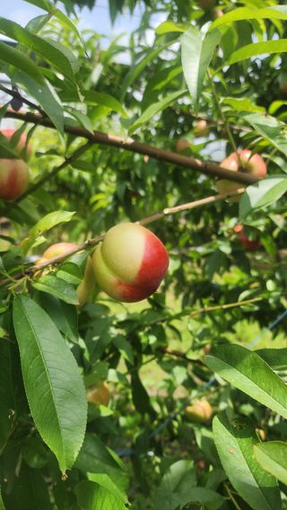 제주부자팜님의 복숭아 · 영농일지 작성글 사진