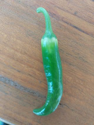 장경식님의 고추 · 병해충상담 작성글 사진