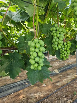 최지훈님의 포도 · 영농일지 작성글 사진