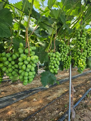 최지훈님의 포도 · 영농일지 작성글 사진