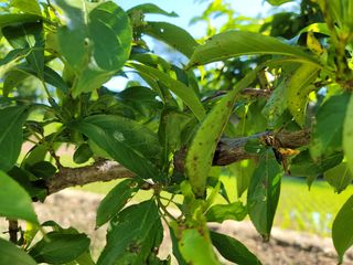 정지윤/눈개승마님의 자두 · 병해충상담 작성글 사진