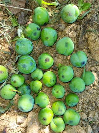 정지윤/눈개승마님의 자두 · 병해충상담 작성글 사진