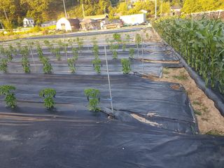 유목님의 고추 · 영농일지 작성글 사진