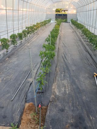 유목님의 고추 · 영농일지 작성글 사진