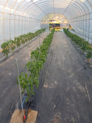 유목님의 고추 · 영농일지 작성글 사진