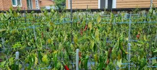 팜모닝권세혁회원님의 고추 · 병해충상담 작성글 사진