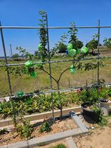 팜모닝 사과·영농일지 게시글 이미지