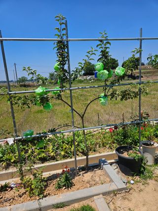 임병국(남리ㅡ림)님의 사과 · 영농일지 작성글 사진