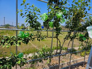 임병국(남리ㅡ림)님의 사과 · 영농일지 작성글 사진
