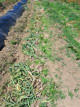 팜모닝 6월 내 작물 자랑하기🌱·참여글 게시글 이미지