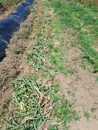 이은주(여성초보농민님의 6월 내 작물 자랑하기🌱 · 참여글 작성글 사진