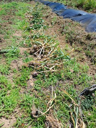 이은주(여성초보농민님의 6월 내 작물 자랑하기🌱 · 참여글 작성글 사진