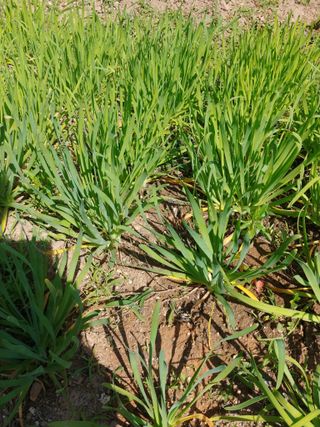 한박팜 한준운님의 자유주제 · 자유게시판 작성글 사진