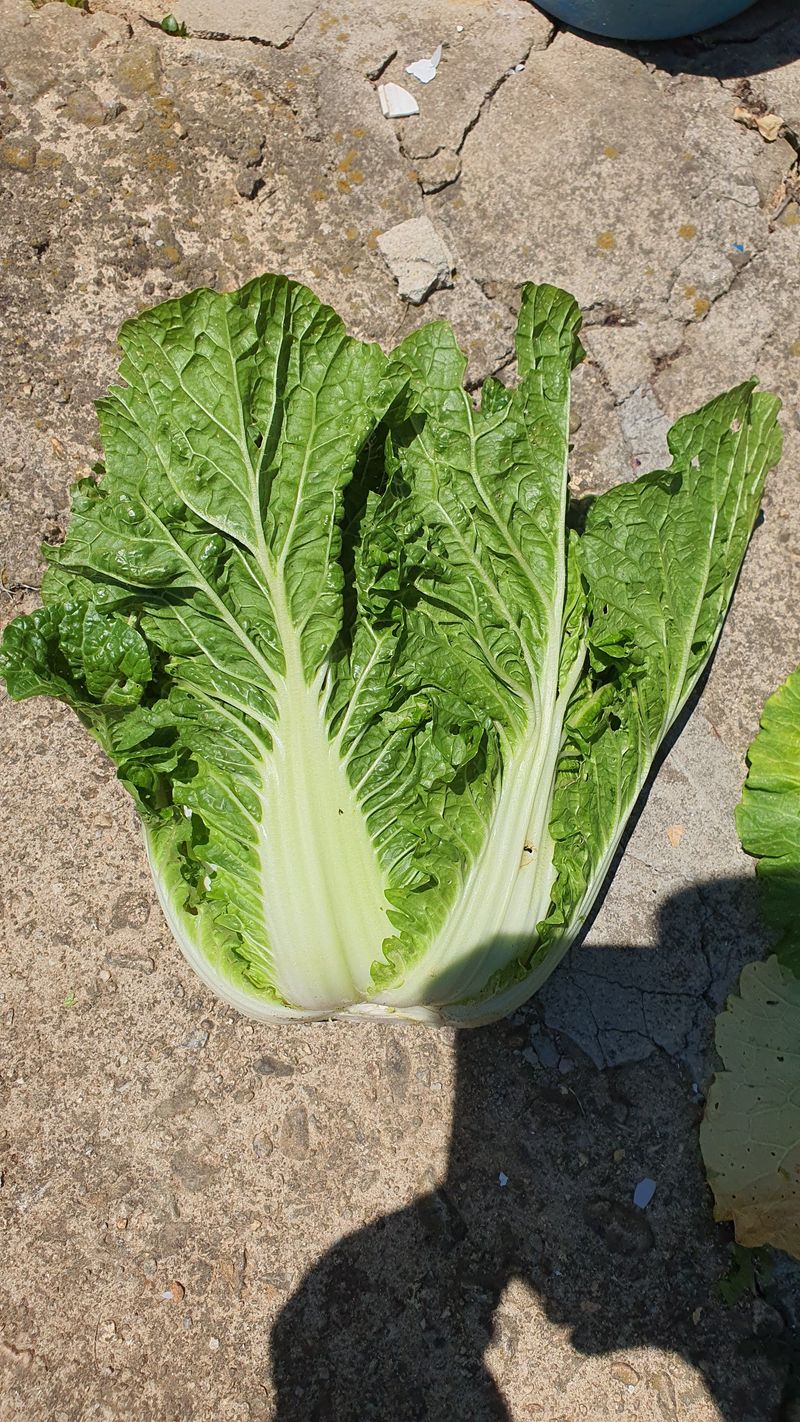 장터 상품 [[판매완료]봄배추  판매] 썸네일