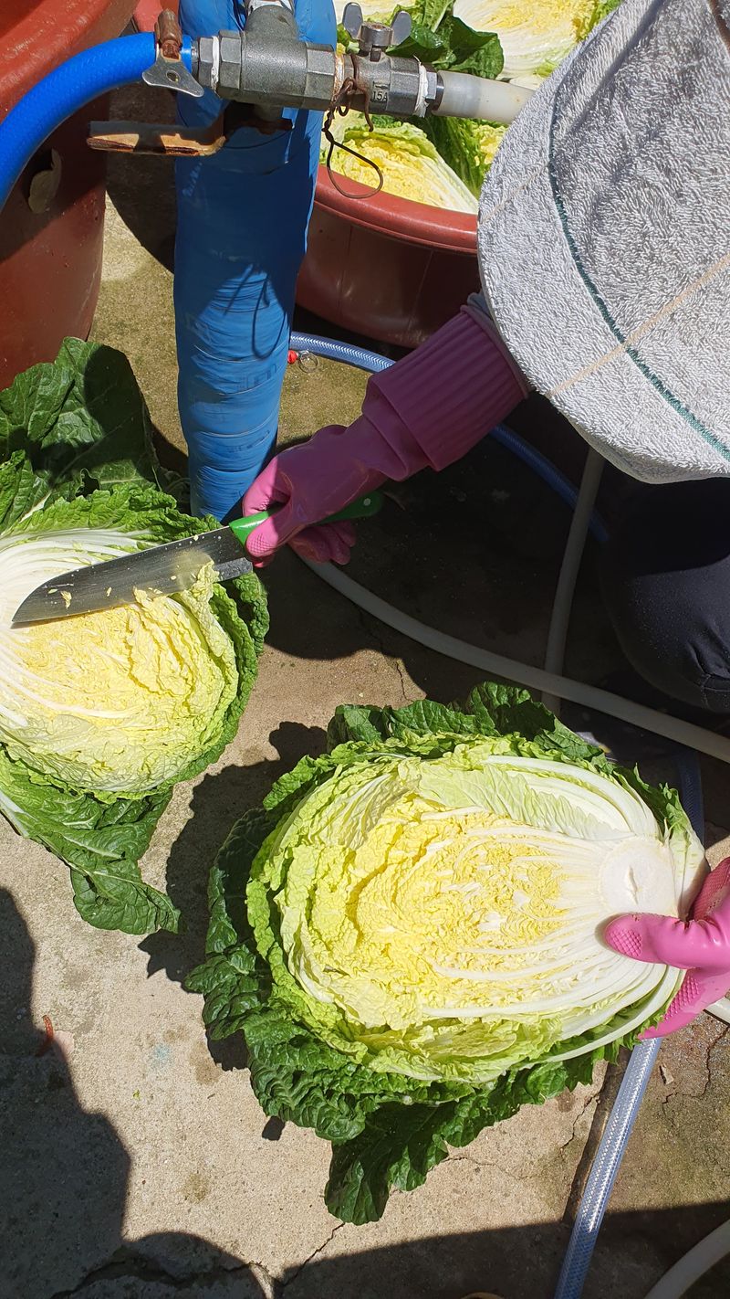 정태권님의 장터 판매 상품 [[판매완료]봄배추  판매] 첨부 사진