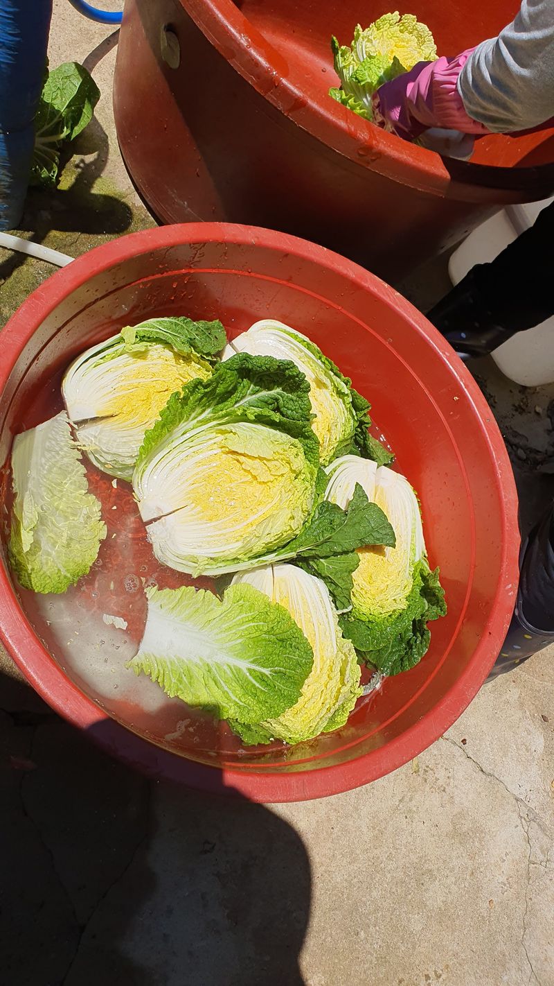 정태권님의 장터 판매 상품 [[판매완료]봄배추  판매] 첨부 사진