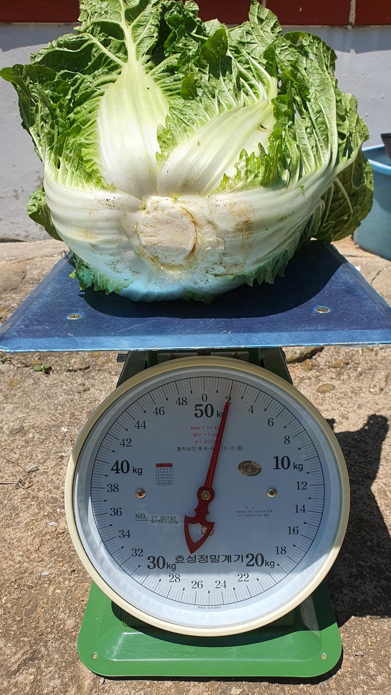 정태권님의 장터 판매 상품 [[판매완료]봄배추  판매] 첨부 사진