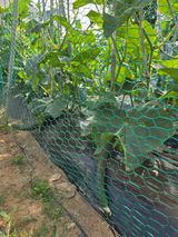 팜모닝 자유주제·자유게시판 게시글 이미지