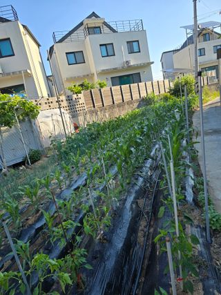 들깨19622님의 자유주제 · 자유게시판 작성글 사진