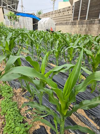 들깨19622님의 자유주제 · 자유게시판 작성글 사진