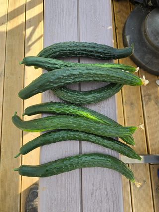 들깨19622님의 자유주제 · 자유게시판 작성글 사진