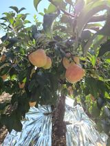 팜모닝 팜모닝·출석 게시글 이미지