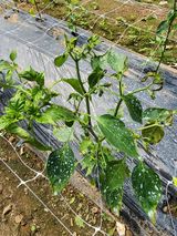 팜모닝 농사, 무엇이든 물어보세요!·참여글 게시글 이미지