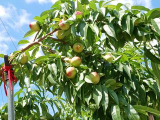 배경수 님의 6월 내 작물 자랑하기🌱 · 참여글 작성글 사진