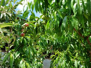 배경수 님의 6월 내 작물 자랑하기🌱 · 참여글 작성글 사진