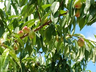 배경수 님의 6월 내 작물 자랑하기🌱 · 참여글 작성글 사진