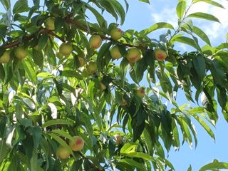 배경수 님의 6월 내 작물 자랑하기🌱 · 참여글 작성글 사진