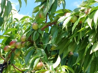 배경수 님의 6월 내 작물 자랑하기🌱 · 참여글 작성글 사진