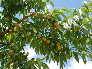 배경수 님의 6월 내 작물 자랑하기🌱 · 참여글 작성글 사진