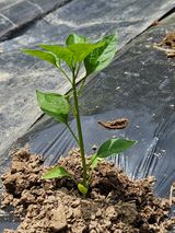 팜모닝 6월 내 작물 자랑하기🌱·참여글 게시글 이미지