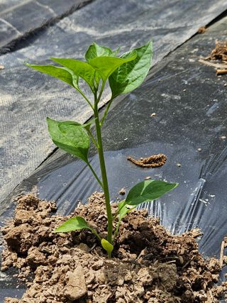고흥과역 서인님의 6월 내 작물 자랑하기🌱 · 참여글 작성글 사진