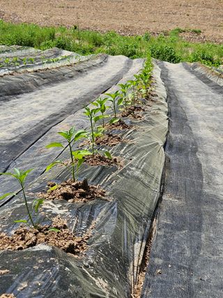 고흥과역 서인님의 6월 내 작물 자랑하기🌱 · 참여글 작성글 사진